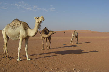 Algeria