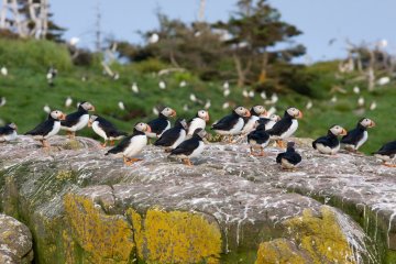 Puffins, Newfoundland