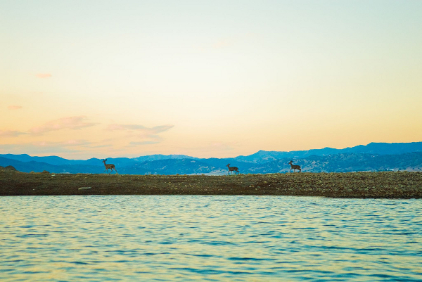 Deer at Lake Berryessa