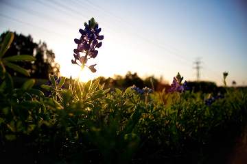 Texas bluebonnets