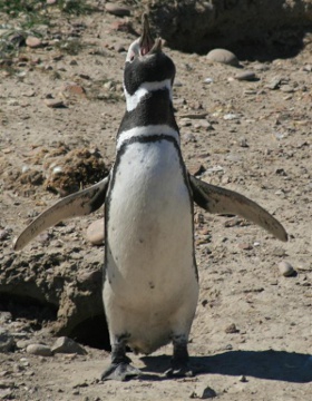 Argentine penguin