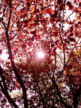 Plum tree, Argentina