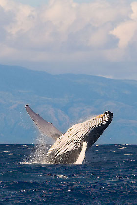 Whale breaching, Maui