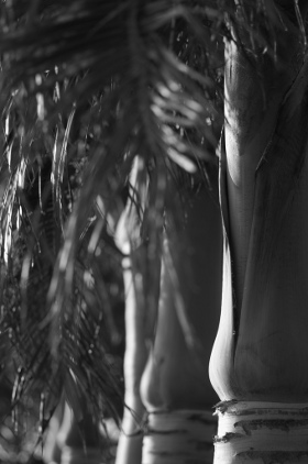 Palm trees, Okinawa