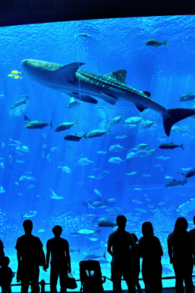 Whale shark, Churaumi Aquarium