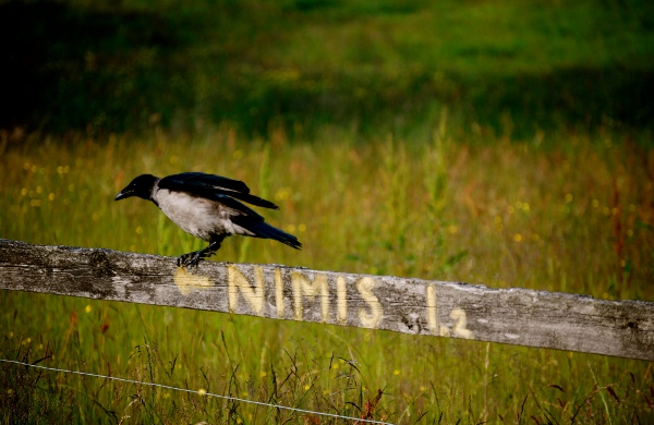 Sign for Nimis