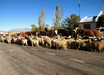 Goat crossing in Chos Malal