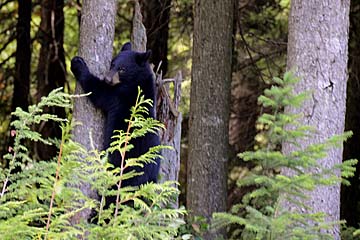 Black bear at Whistler, Canada
