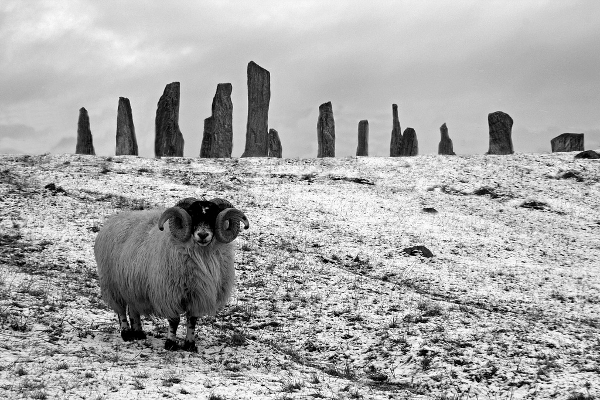 Ram at the Callanish Stones