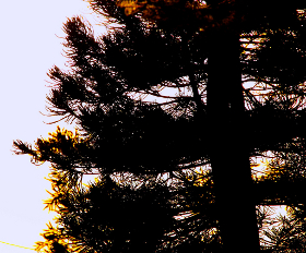 Tree silhouette