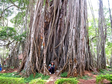 Big Banyan, Bangalore