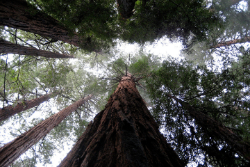 Muir Woods redwoods