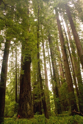 Stout Grove