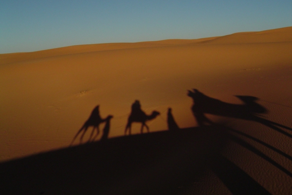 Camels on the dunes