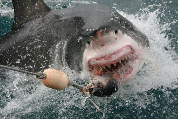 Great White