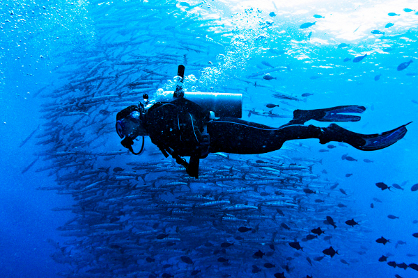 Diving Under Barracuda Point, Sipadan<br />