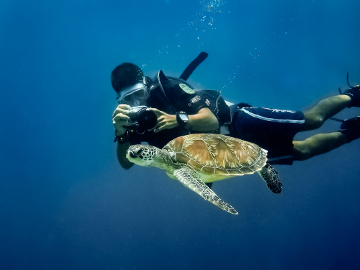 Photographing a sea turtle