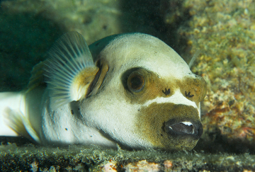 Pufferfish, Sipadan
