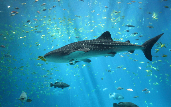 Whale shark