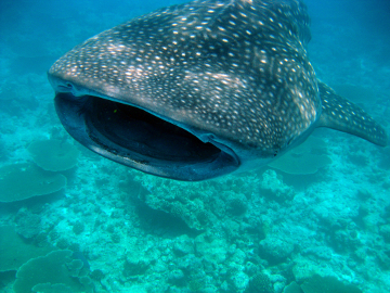 Whale shark mouth
