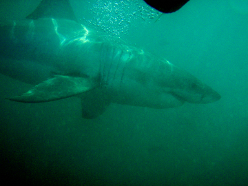 Great white shark