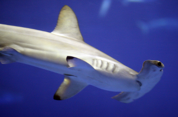 Hammerhead shark