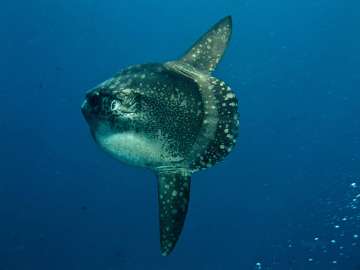 Mola mola fish