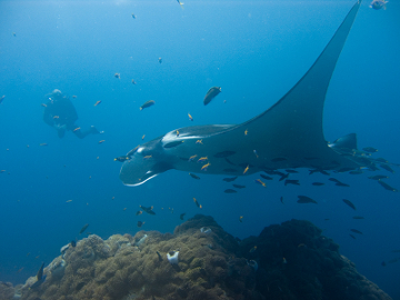 Big manta ray