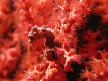 Pygmy seahorse