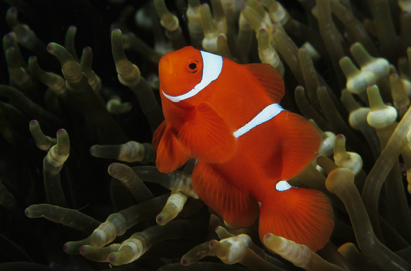 Clownfish PNG