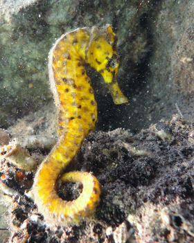 Seahorse, Tufi