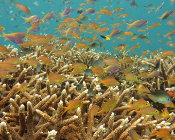 Colorful fish school