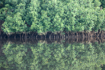 Akwidaa mangrove