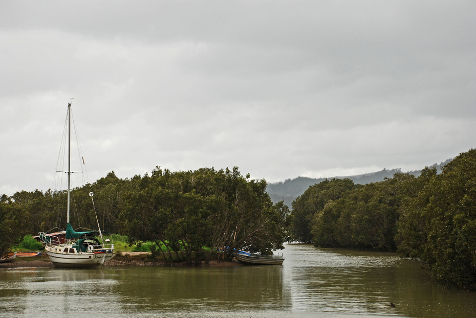 Sailing through mangroves