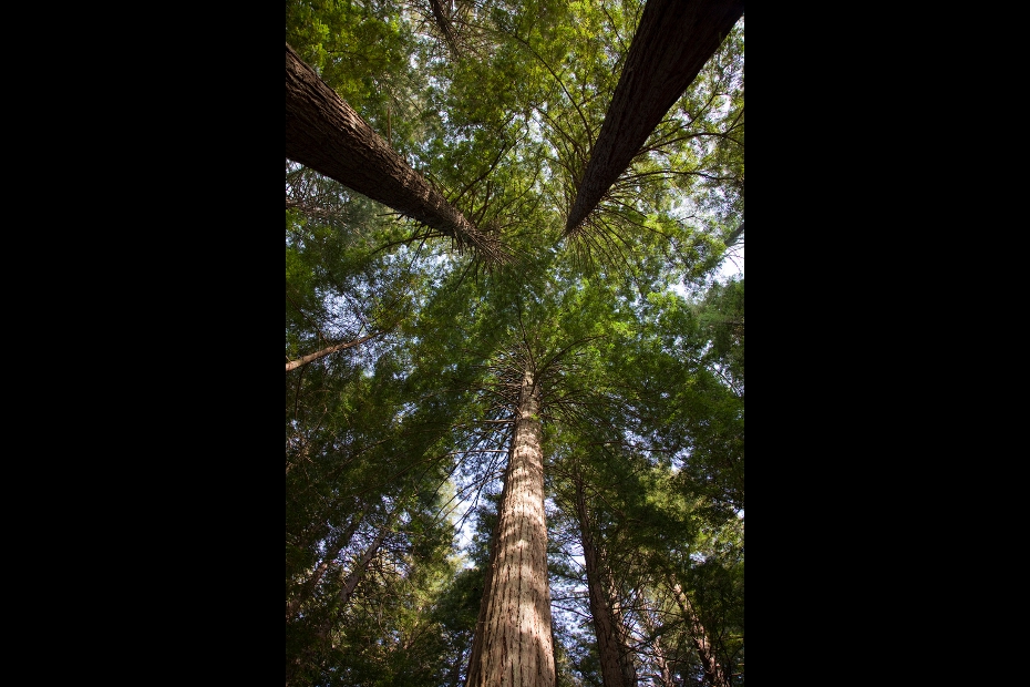 Whakarewarewa Redwood Forest