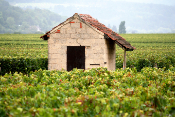 Burgundy vineyard
