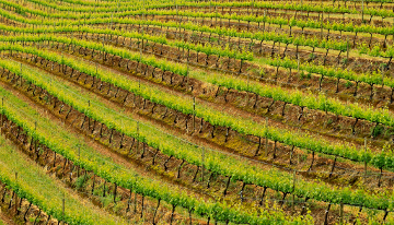 Stellenbosch vines