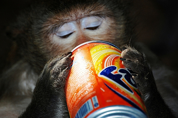 Monkey drinking Fanta, Phnom Penh, Cambodia