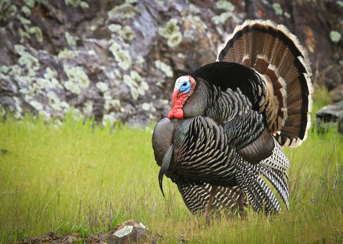 how-do-native-americans-celebrate-thanksgiving