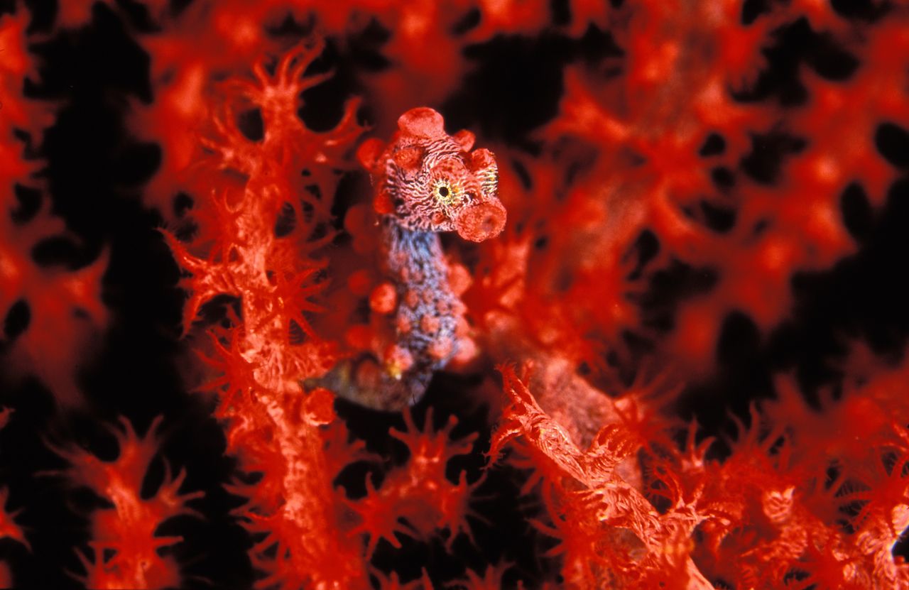 rare ocean animals - pygmy seahorse