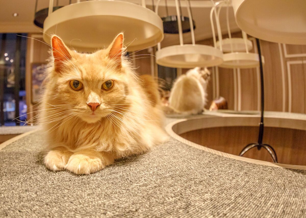 Tokyo cat cafe: weird cafes in Japan