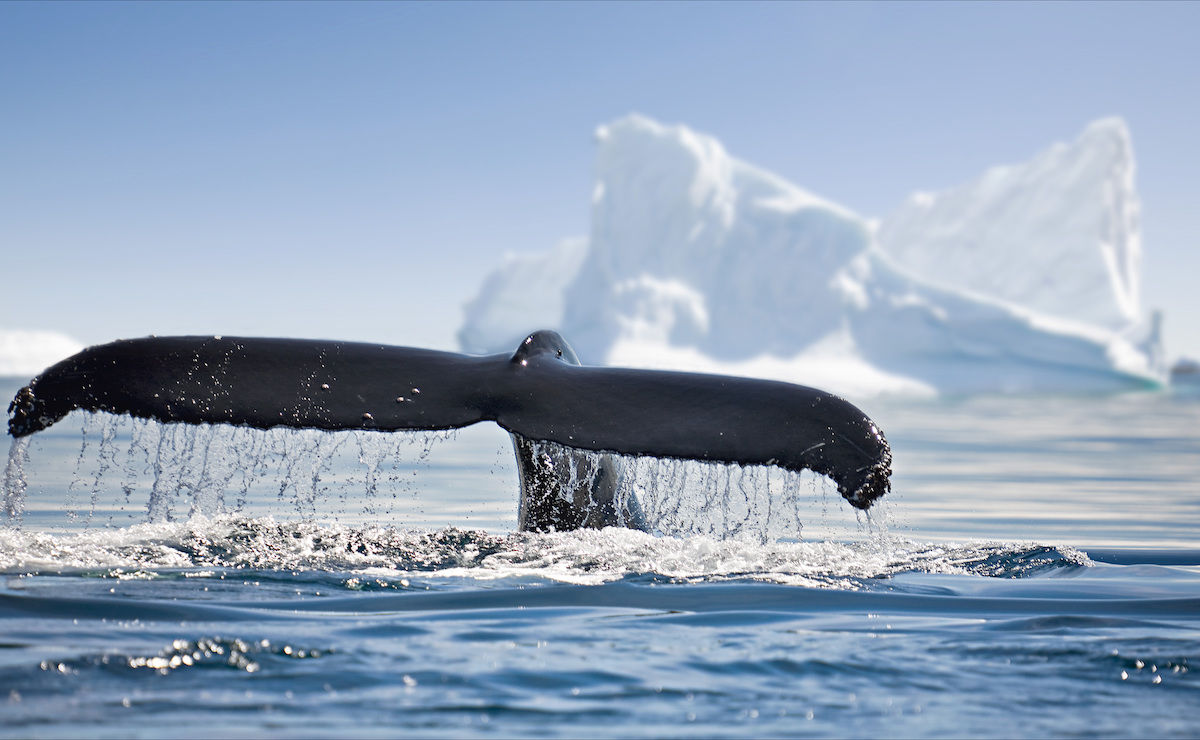 2026-antarctica-travel-guide-matador
