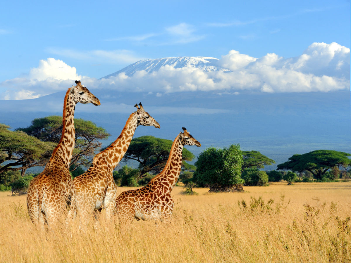 2025 Kenya Travel Guide Matador