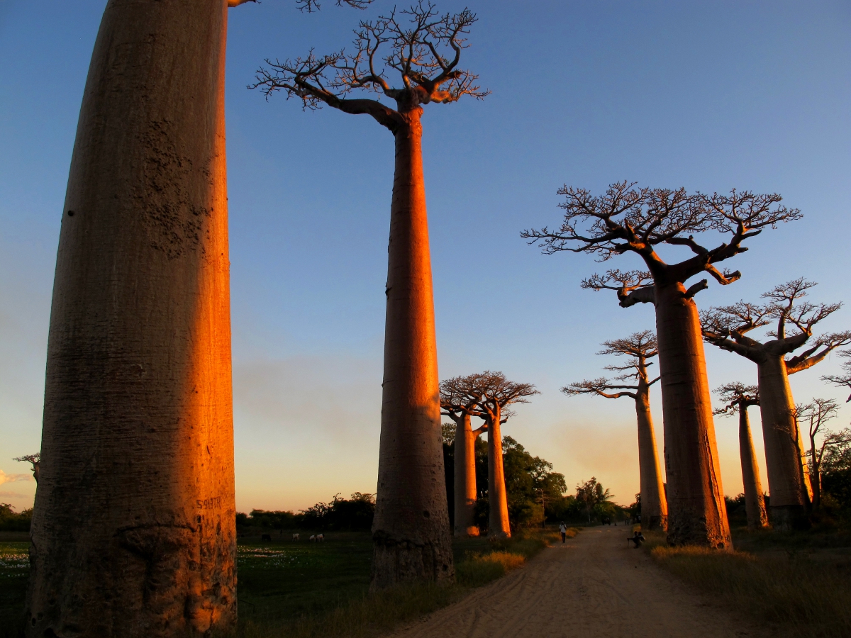 Мадагаскар баобаб мать леса