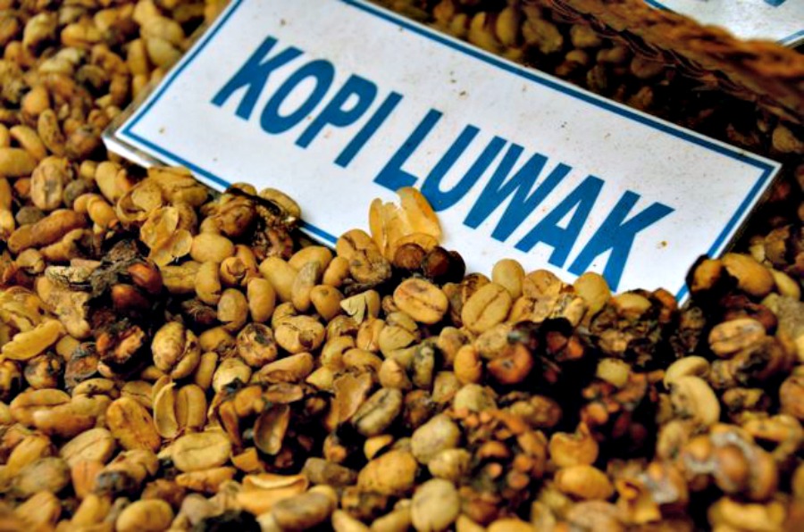 Drinking Kopi Luwak 'poop coffee' in Indonesia - Matador ...