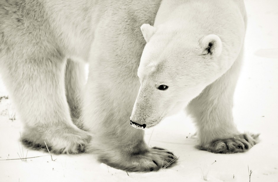 31 Polar Bear Facts Everyone Should Know