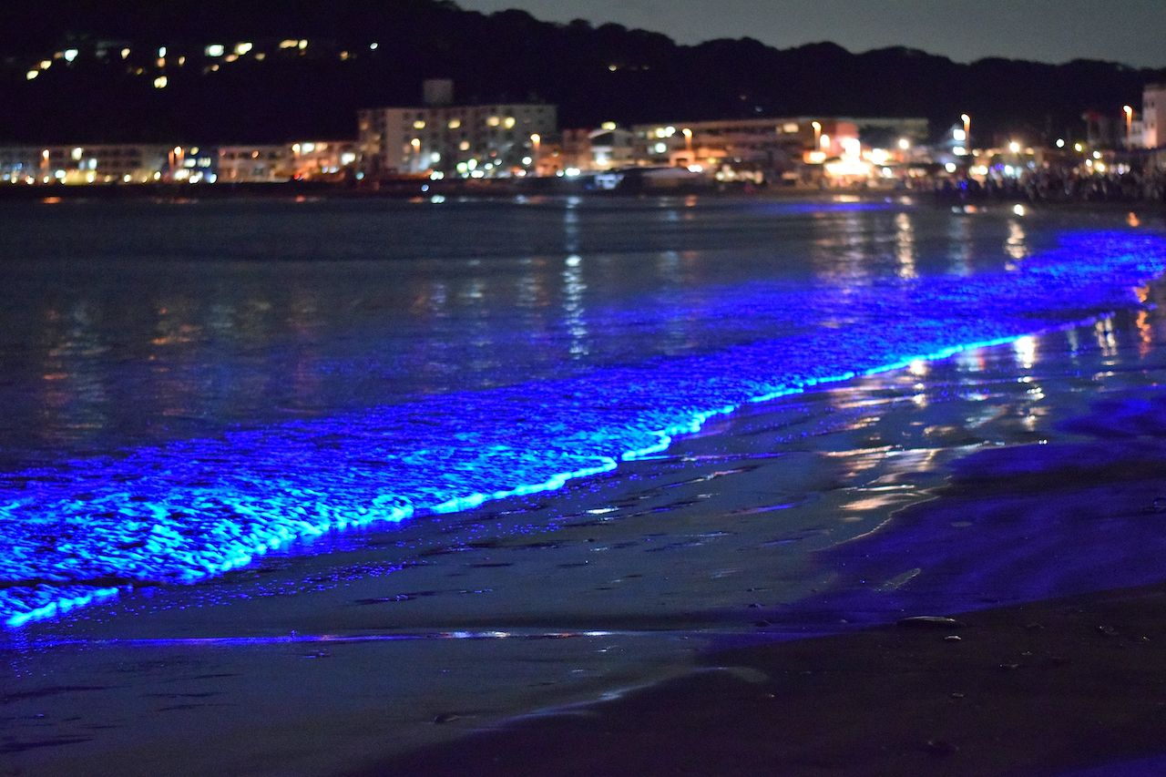 Where To See Bioluminescent Waves 2024 Lexus Kiri Serene