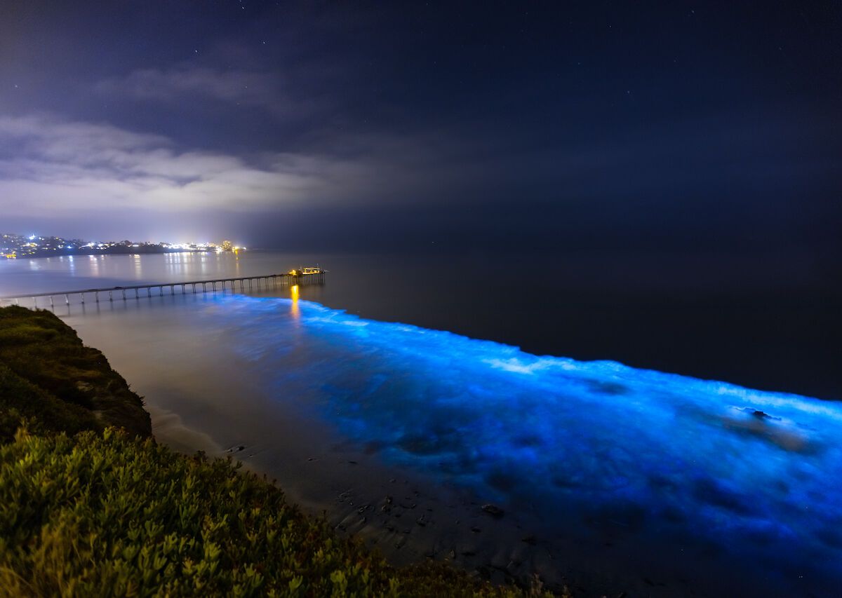 Where To See Bioluminescent Waves 2024 - Raine Carolina