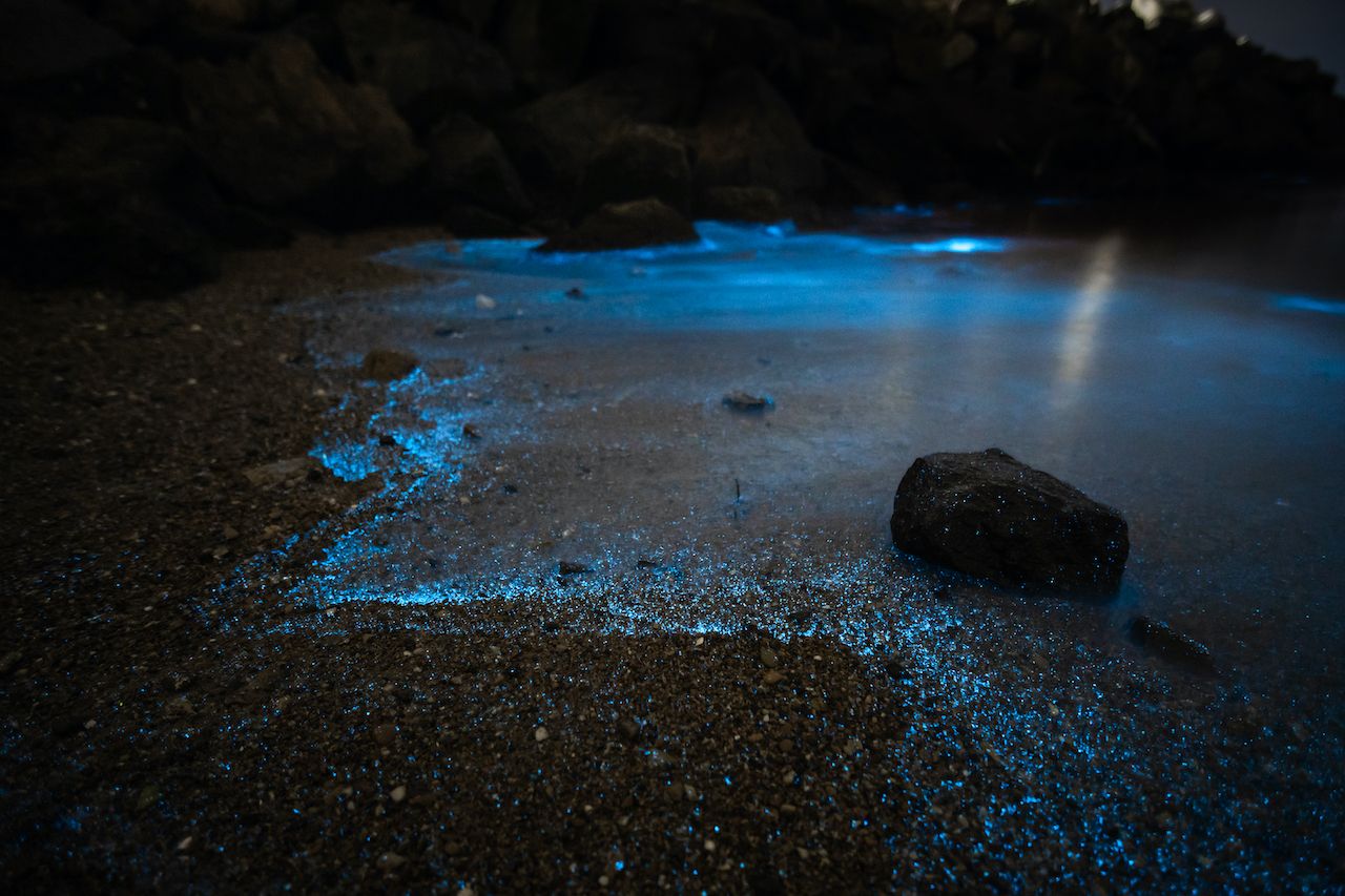 the-biology-of-bioluminescence-what-is-bioluminescence-how-and-why