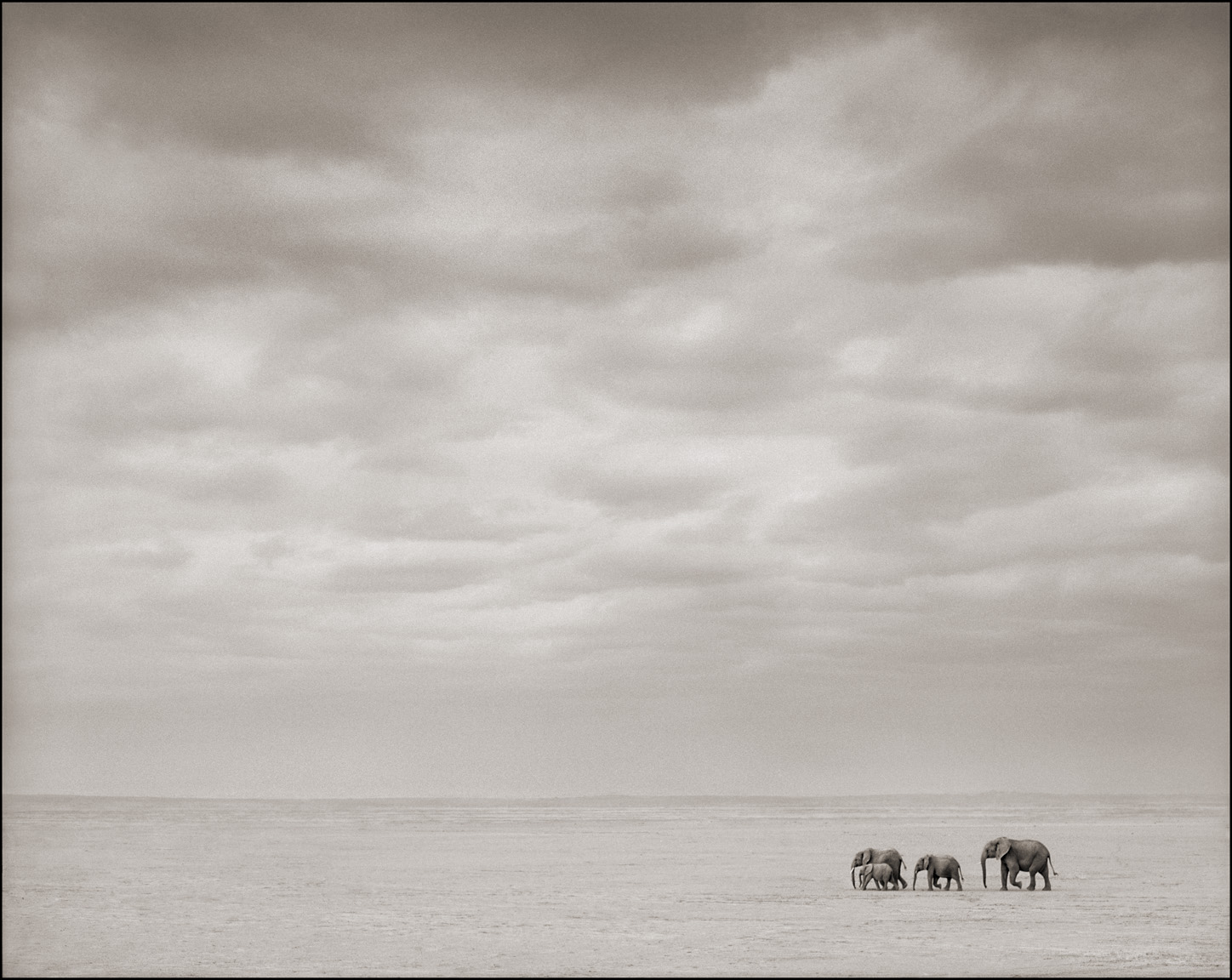 Elephants walking in the distance